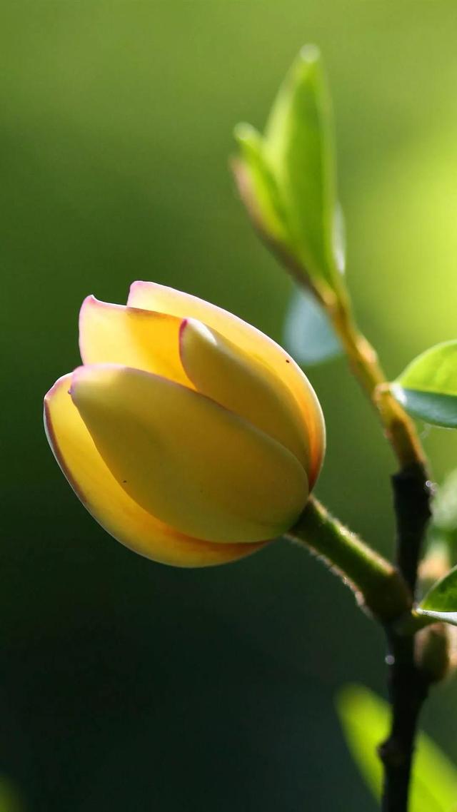 含笑花什么时候开花，分享图片——深山里（含笑花何时开花）