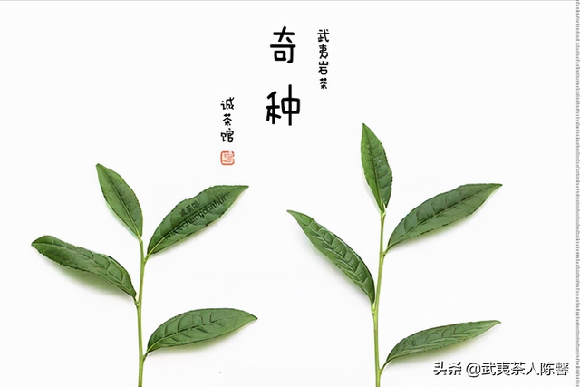 武夷山茶叶有多少品种，茶人口中的奇种你知道是什么吗