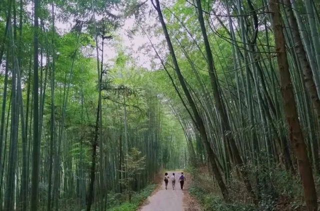 千佛山森林公园，千佛山在哪（不收门票的5个成都周边“小森林”）