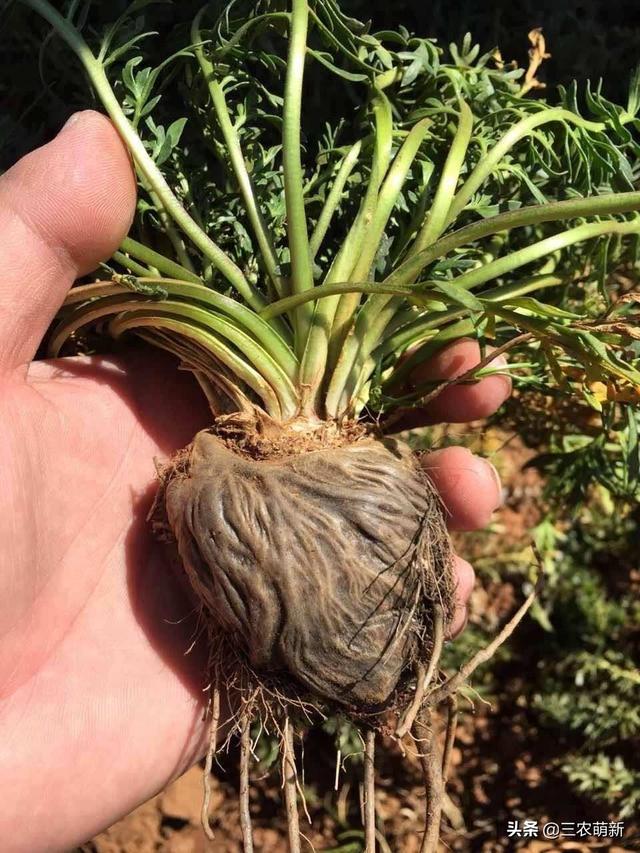 玛卡是什么东西，玛卡药店有卖的吗（玛咖：人称南美人参）