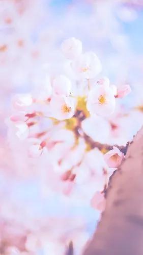 如何画简单好看的桃花，如何画简单好看的桃花图（分享图片：手绘桃花）