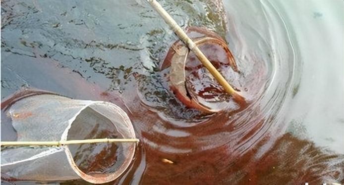 红虫有毒吗能不能食用吗(一晚赚上万元) - 去钓鱼