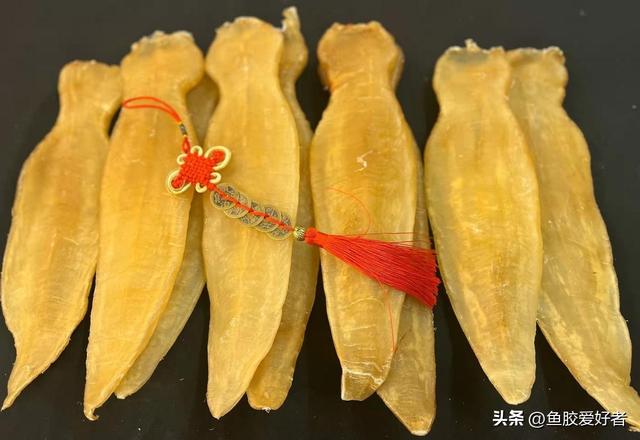 鱼胶品种怎么分的，鱼胶品种大全图片（今天鱼胶爱好者教你来挑选）