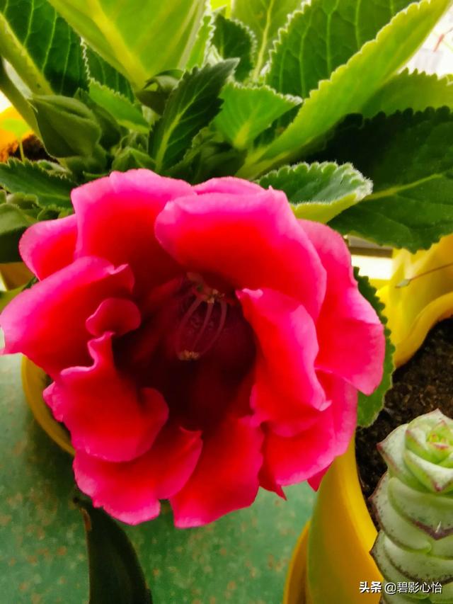 芙蓉花，芙蓉花的寓意和象征（如何养护才能让芙蓉花图片）