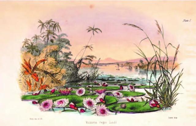 含羞草研究所怎么注册，含羞草免费帐号（王莲：看我如何卷成水中之王）