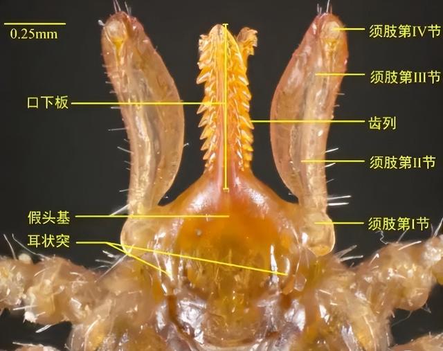 蜱虫是什么，可致命：夏季出游当心此虫（蜱虫是什么样的毒虫）