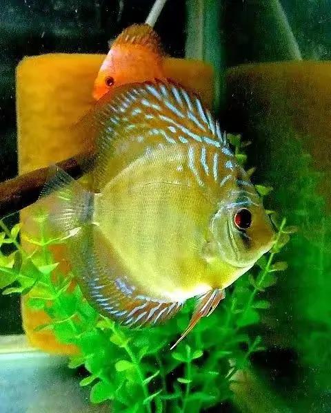 100多种神仙鱼欣赏，鳕鱼图片大全