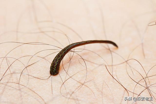 吸血的生物有哪些，吸血的生物有哪几种（盘点五种喜欢吸食血液的恐怖生物）