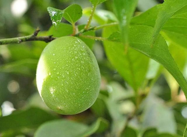 含羞的成语有哪些，含羞的诗句和成语（青梅含羞待佳人）