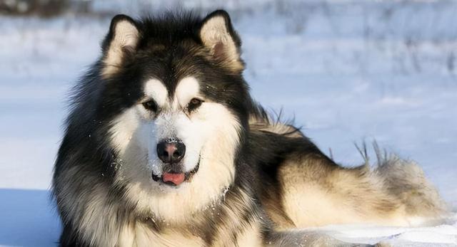 阿拉斯加犬好养吗，阿拉斯加犬好养吗阿拉斯加雪橇犬怎么养（都说阿拉斯加很难养？我不信）