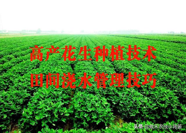 花生的生长过程，花生是怎么长出来的（又能促进开花结荚多收花生果）