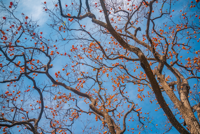 举起手来拍摄地，举起手来拍摄地郭亮村介绍（悬崖上有隐秘古村）