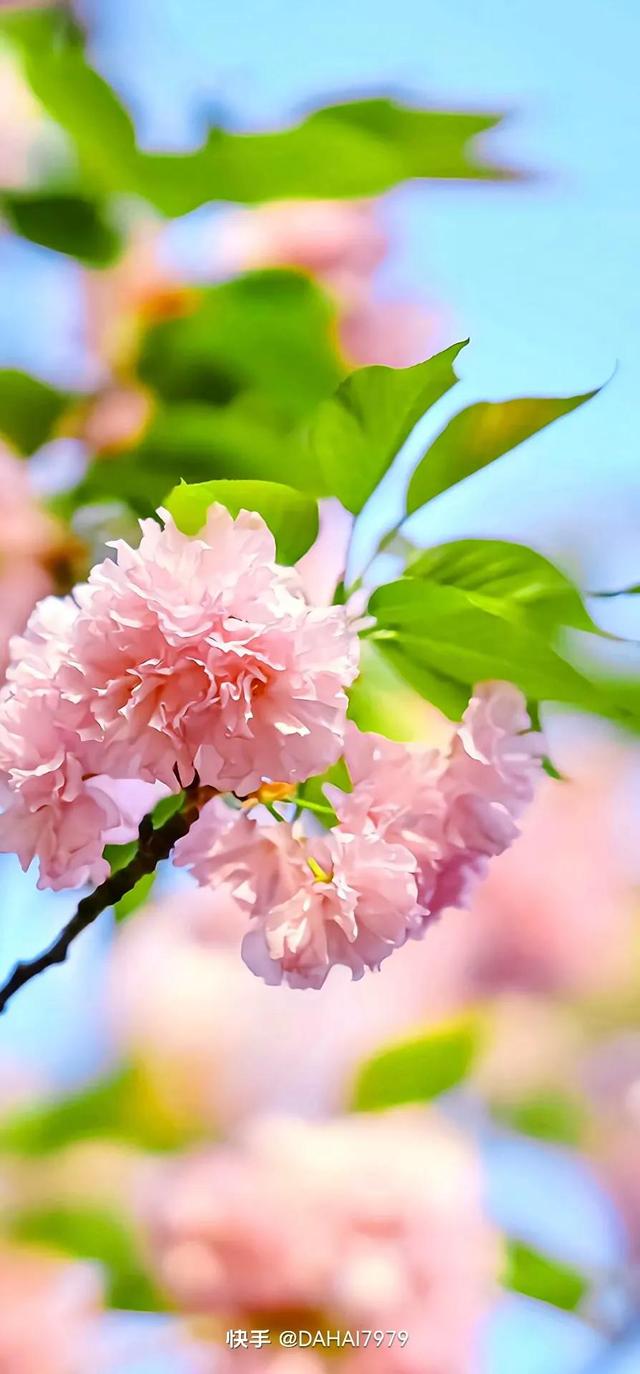 绿色聊天背景图，怎样能把微信聊天背景调成绿色的（绿色背景壁纸，好看的壁纸）