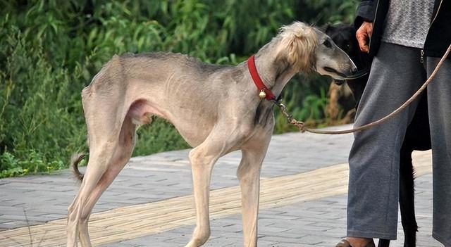 中国细犬介绍,细犬品种介绍图片大全(狩猎能力强,也逃不过这7点)