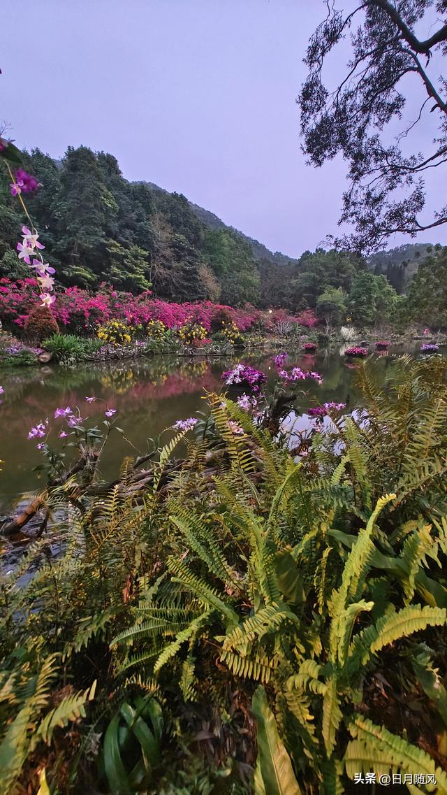 深圳市仙湖植物园，深圳仙湖植物园适合夏天逛吗（深圳仙湖植物园现场实拍图来了）