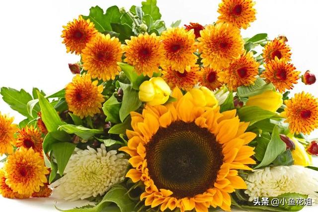 母亲节送什么花，母亲节送什么花最适合（能送给母亲的花不只是康乃馨）