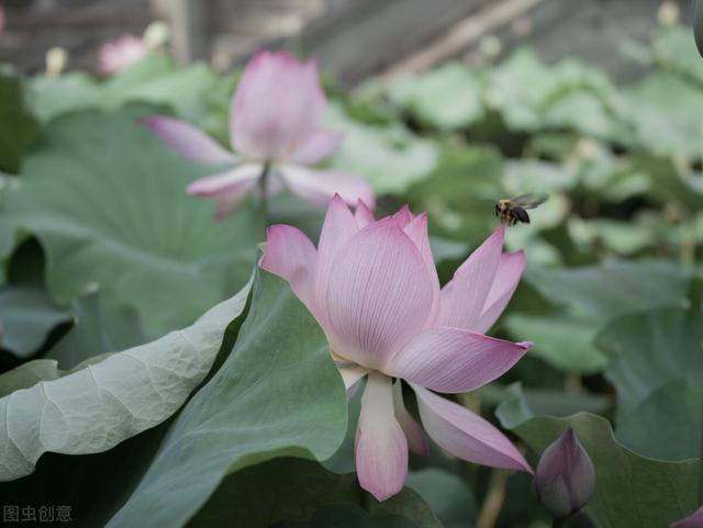 唯美禅味的句子，唯美禅味的句子大全（顿悟生活的文案个性签名）