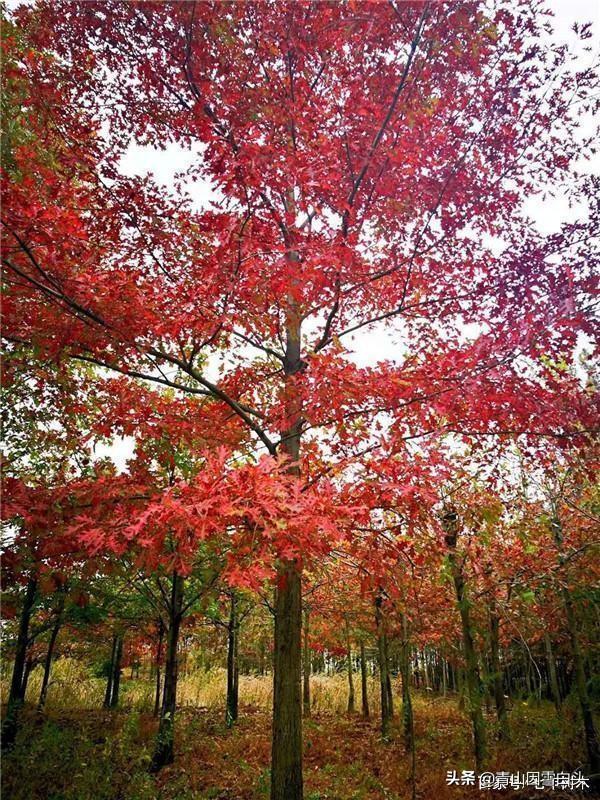 树种行情：娜塔栎市场受欢迎，种植忌盲目！（这些卖1-2万的树）