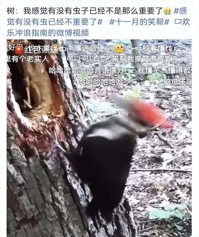 学本领的猫头鹰的故事，猫头鹰的本领是（一天啄木12000次）