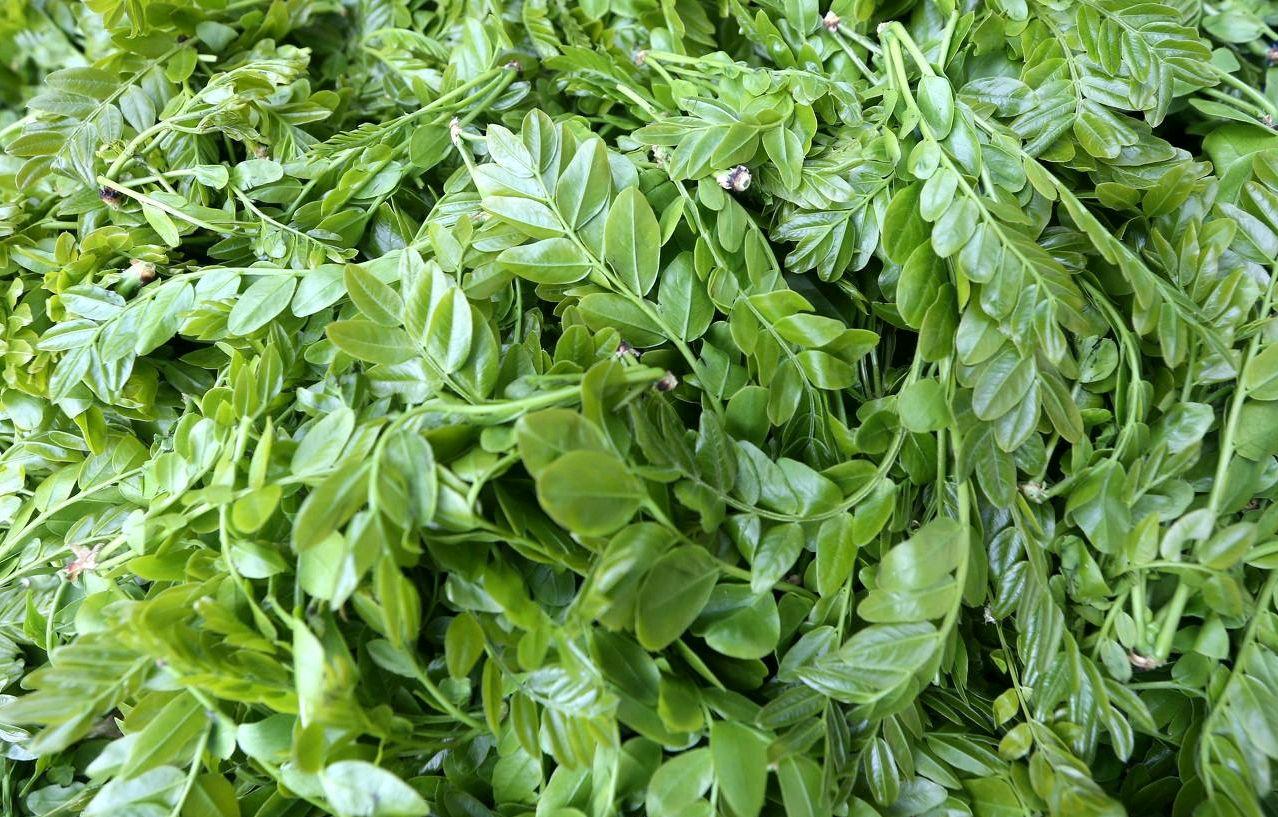 农村能吃的100种野菜图片,有哪些野菜可以吃 农村能吃的100种野菜图片,有哪些野菜可以吃