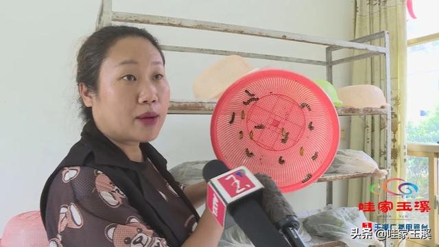 蝴蝶的家在哪里，蝴蝶的家在哪里呀正确答案（“元江籍”蝴蝶在这里繁育）