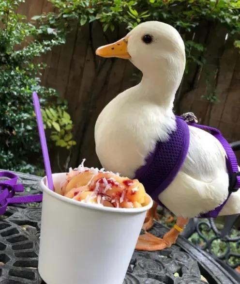 小动物头像可爱卡通，非常可爱的卡通小动物头像微信（壁纸小馆：萌宠头像）