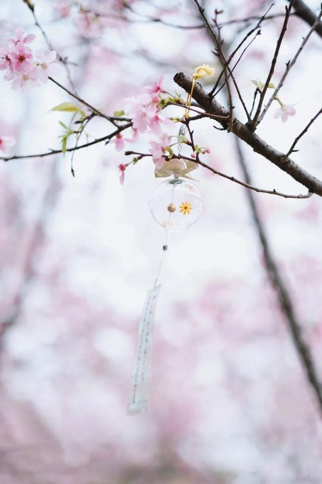 花城是指我国哪一城市，花城指的是哪个地方（中国最美“花城”）