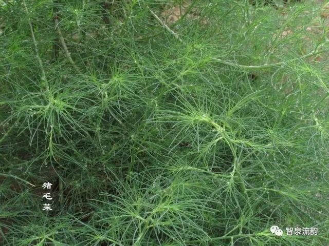 鬼圪针，鬼根针是什么？据说可以泡茶喝。有什么要求（郭进拴，黄河黄，长江长）