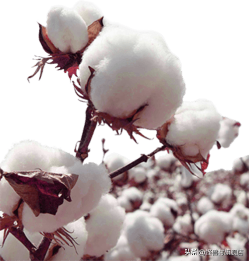 纯棉与全棉有何区别，全棉跟纯棉有什么区别（棉纤维和纯棉有区别吗）
