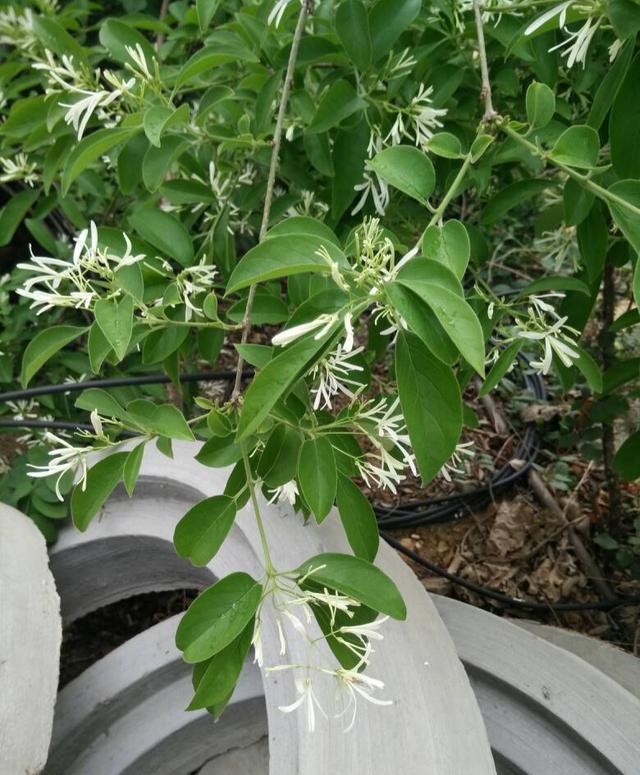 在我国河北,山西及以南多地野生或栽培一种木犀科流苏树属植物,其特点