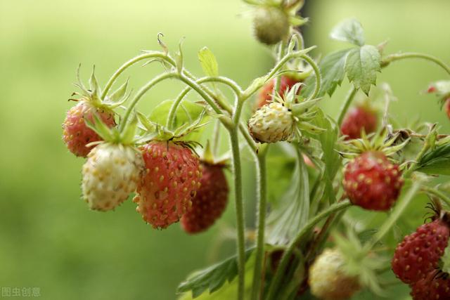 野草莓能吃吗，野草莓能吃吗长的什么样子有图片吗（道不明千姿百态的中国草莓）