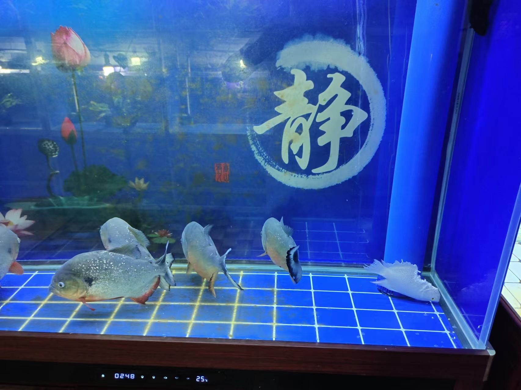 招财鱼与水虎鱼共处两月实拍图，罕见混养场景引围观