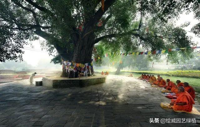 怎么养佛花千瓣金莲，千叶佛莲花怎么养（最有佛性的“五树六花”这些禅意绿植放在家里好养又增光）