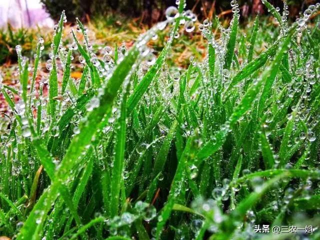 下雨的农谚或俗语，关于下雨的农谚或俗语有哪些（“最怕正月二十淋”）