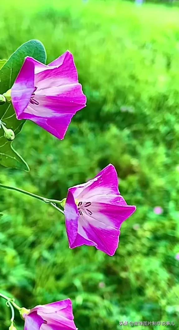 腊梅图片，一花一世界（腊梅图片）