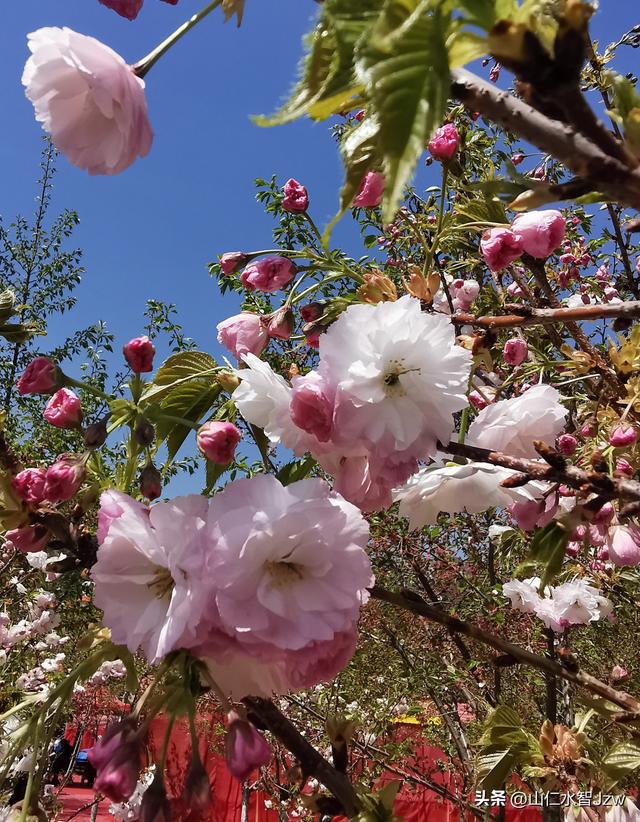 玉泉山樱花节午饭在哪里吃合适，2021-04-15