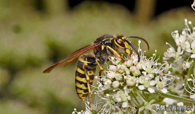 地下森林里有哪些种类的植物和动物，地下森林里有哪些种类的植物和动物图片（12种最常见的可食用昆虫以及荒野生存中食用昆虫的安全提示）