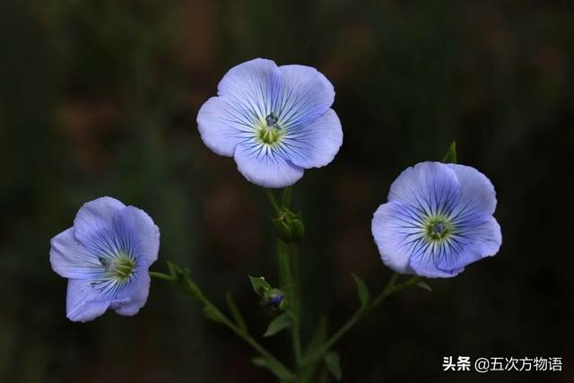 五蠹是哪五个，指的是哪五蠹？之首是儒术吗（中国麻类作物大全）