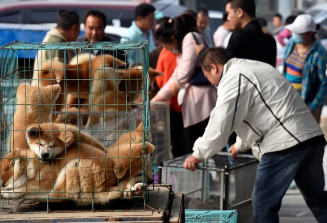 怎么判断一只狗性格是否温顺，教你如何挑选一只温顺的“小土狗”
