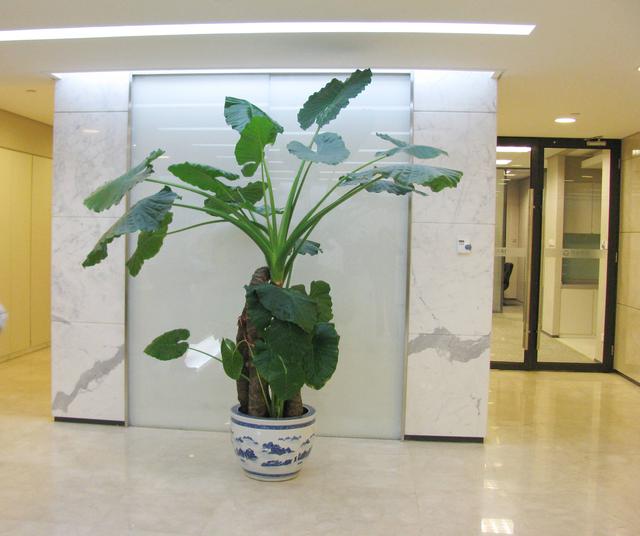 法国香水藤有毒吗，法国香水植物爬藤有毒（很多人家里都养了）