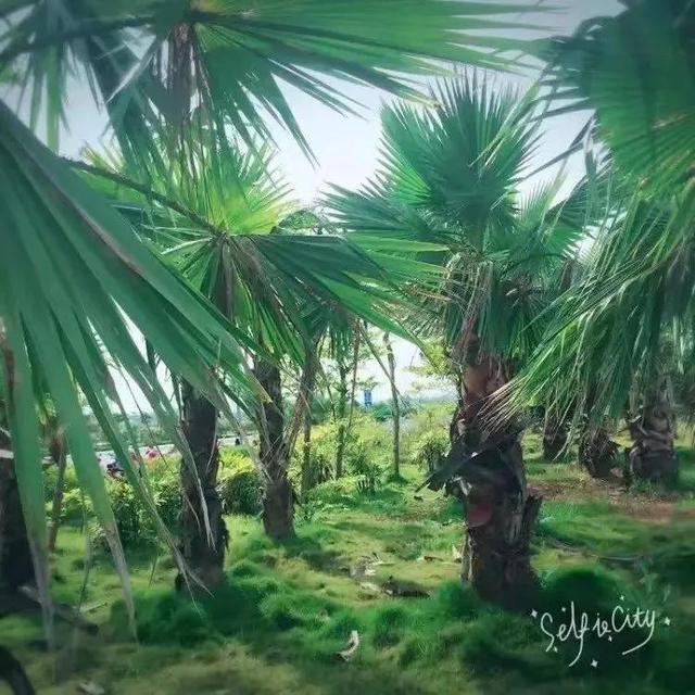 好久不见甚是想念，好久不见，甚是想念。，微信头像（也是京都上流社会贵妇公子哥茶余饭后的谈资）