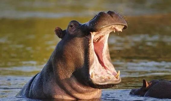 鳄鱼生活在哪里，吃什么（警方鉴定后：竟然是非洲尼罗鳄）