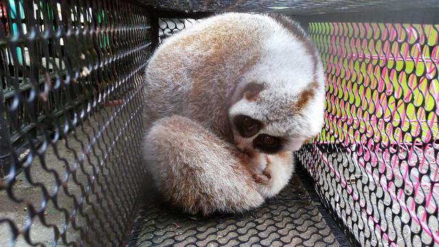 小勐拉属于哪个国家，小勐拉对面是中国哪里（初哥去过那个嘎腰子的缅北）