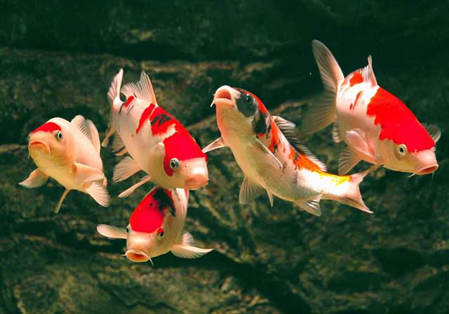 雪龙鱼的做法和配方，鳕鱼的烹饪方法（一条鱼抵得上一栋别墅）