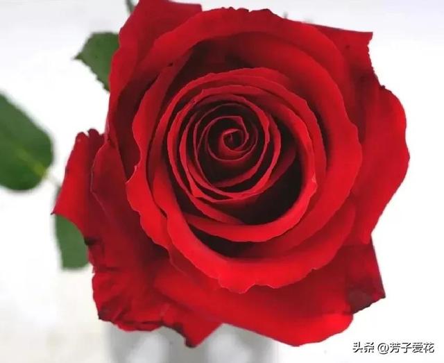 紫玫瑰代表什么，紫色玫瑰代表什么意思（各不相同的红色——十五种经典的红玫瑰）
