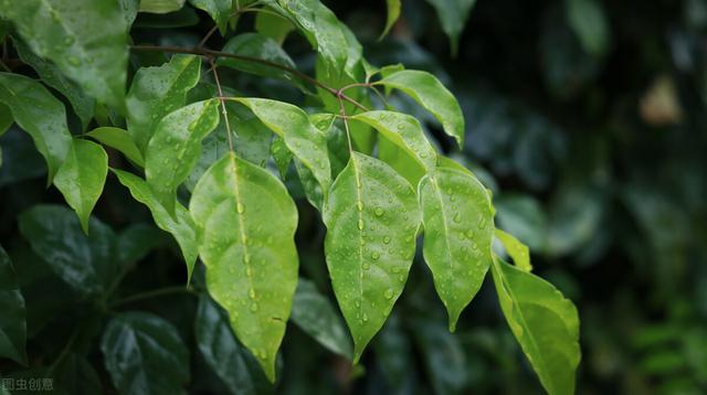 适合盆栽的花卉 ，好养易活的盆栽花卉（“花旺人不旺”）