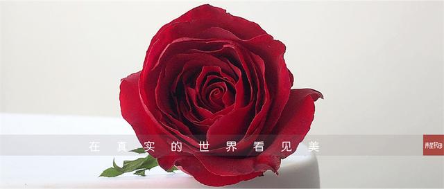 七朵玫瑰代表什么，最常见的红玫瑰（四朵玫瑰花是什么意思）