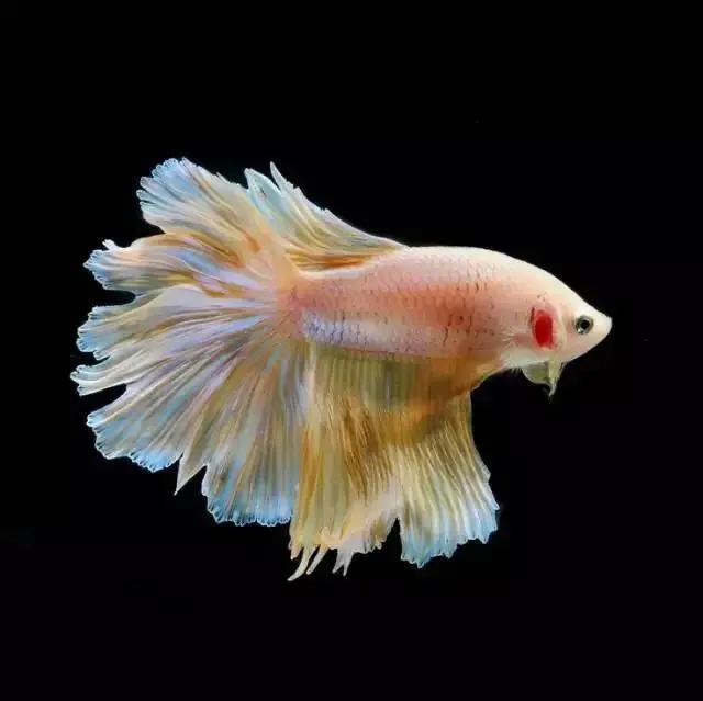 100多种神仙鱼欣赏，鳕鱼图片大全