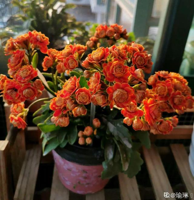 春天开的花有哪些，春天开的花有哪些是白色的（现在养正是开花好时候）