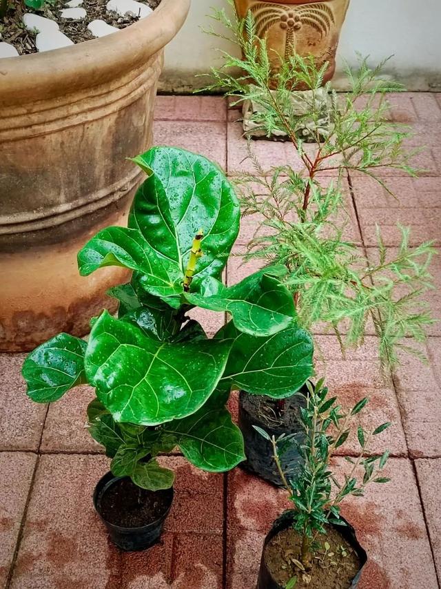 琴叶榕怎么养，琴叶榕怎么养粗壮（养好琴叶榕真不难）